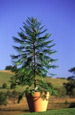 A Wollemi Pine in cultivation