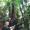 10 Year Anniversary of the Discovery of the Wollemi Pine