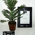 The 
              Wollemi Pine Awarded Most Beautiful Export