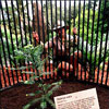 Wollemi Pine in cage